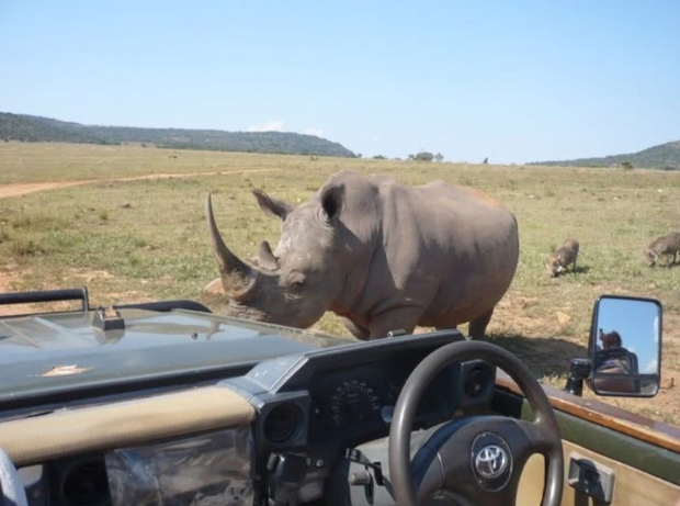 Game drive beside rhino